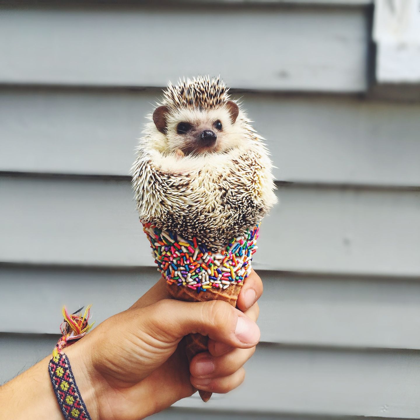 Lionel the Hedgehog: Ice Cream Cone